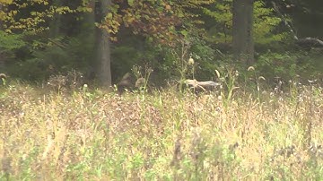 American Bittern Rockefeller State Park