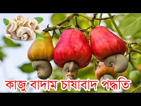 ভিডিও: বিচ গাছে কি প্রতি বছর বাদাম থাকে?