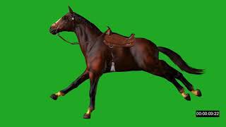 Футаж конь бежит на зеленом фоне