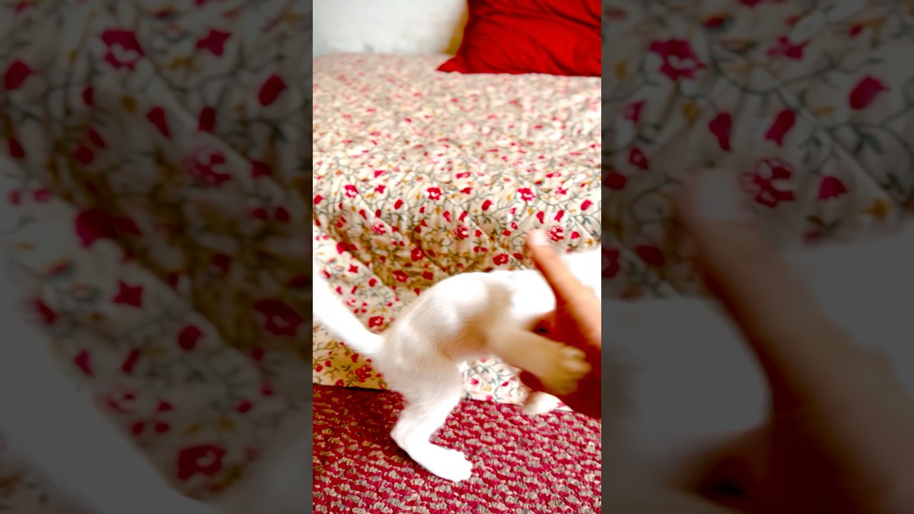 Best greeting ever | unbelievable jump! ❤️😹 