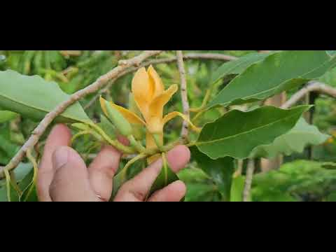 Video: Penjagaan Tumbuhan Champaca - Cara Menanam Pokok Champaca Harum Di Taman