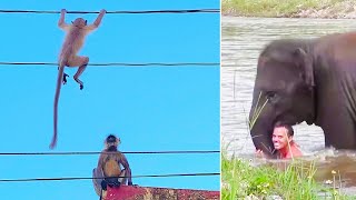 The Most Heroic Animals in the World - Ozzy Man Reviews
