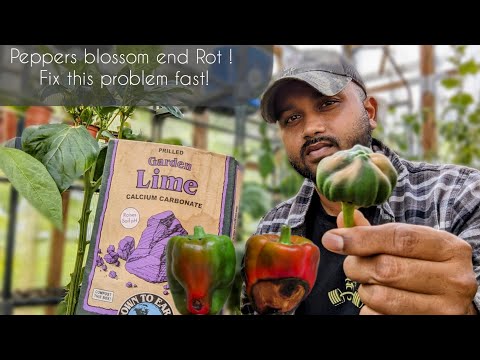 Vídeo: Por que Peppers Bottom Rot - Pepper Blossom End Rot