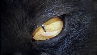 Klaus Badelt - Cat Lore