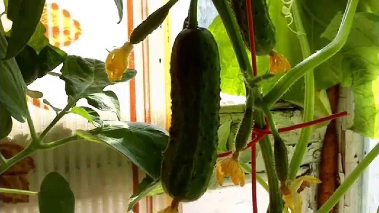 Как вырастить огурцы на балконе,How to grow cucumbers on the balcony