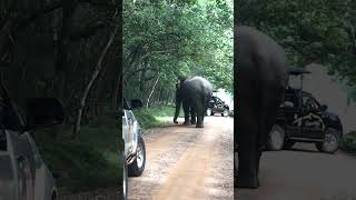 Wild Elephant CROSSING ROAD in the Park