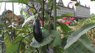 日本長野縣白馬GREEN PLAZA HOTEL