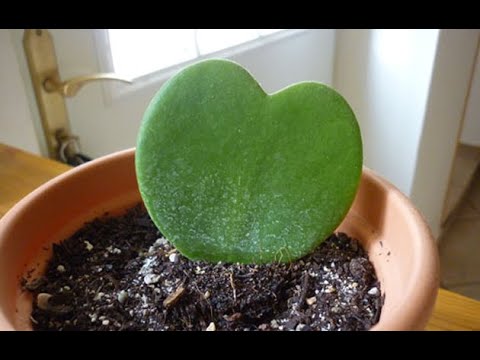 Video: Plantas amarillas del corazón sangrante - ¿Por qué las hojas del corazón sangrante se vuelven amarillas?