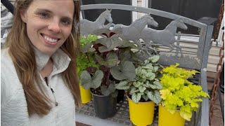 Unique Plants With Amazing Foliage Plant Haul  Simply Bloom