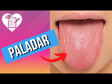 hqdefault - Anatomia do paladar