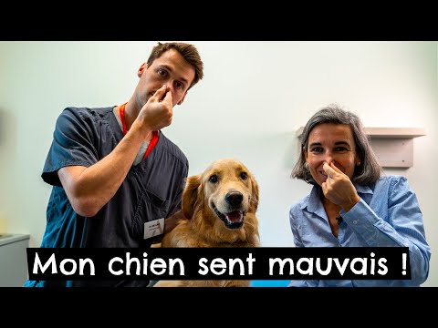 Vidéo: Lingettes hypoallergéniques pour chiens anti-rides