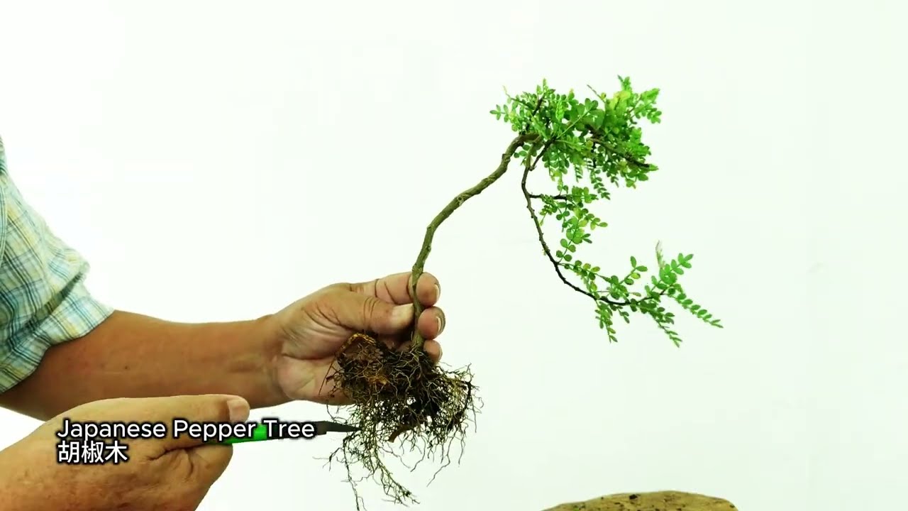 Quiet Bonsai - Repotting a Japanese Pepper Tree I 日本胡椒木安静换盆