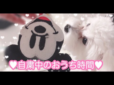 トイプードル 犬のおうち時間 Youtube