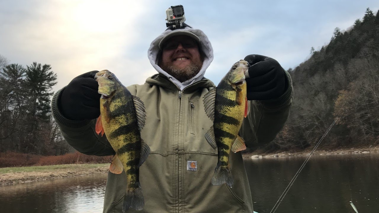 Catch and Cook - JUMBO Yellow Perch