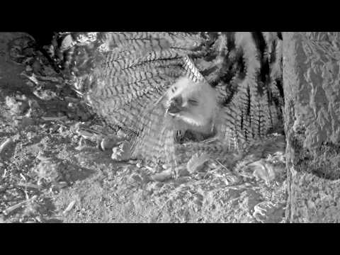 Eifel First Look March 27–28 2026 live cam preview
