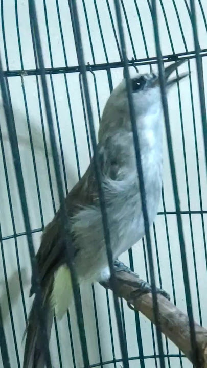 Trucukan rasa Cucak Ijo ❤️