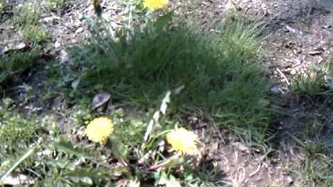 Droid Incredible Video Test