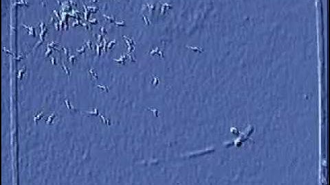 C. elegans adaptation behavior