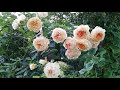 17.08.2020.Прогулка по саду. 2-я волна цветения роз.