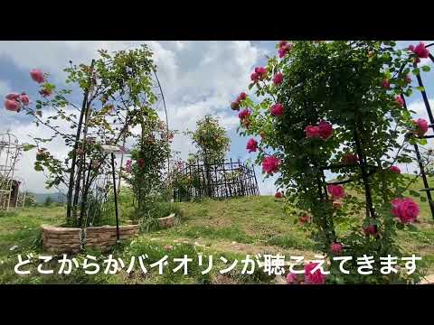 薔薇が綺麗なのでバイオリン弾いてみました🎻