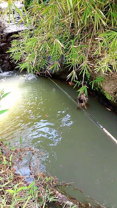 mancing uceng di air yang keruh gacor bro #shortsviral #mancingmantap #mancing #mamcingliar