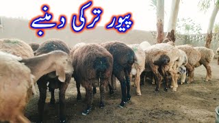 30 ترکی دمنبے at bismillah Goat Farm 03416228300 Goat Farming in Pakistan