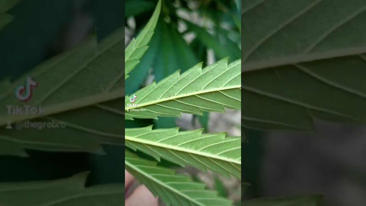 Spidermite damage at early stages