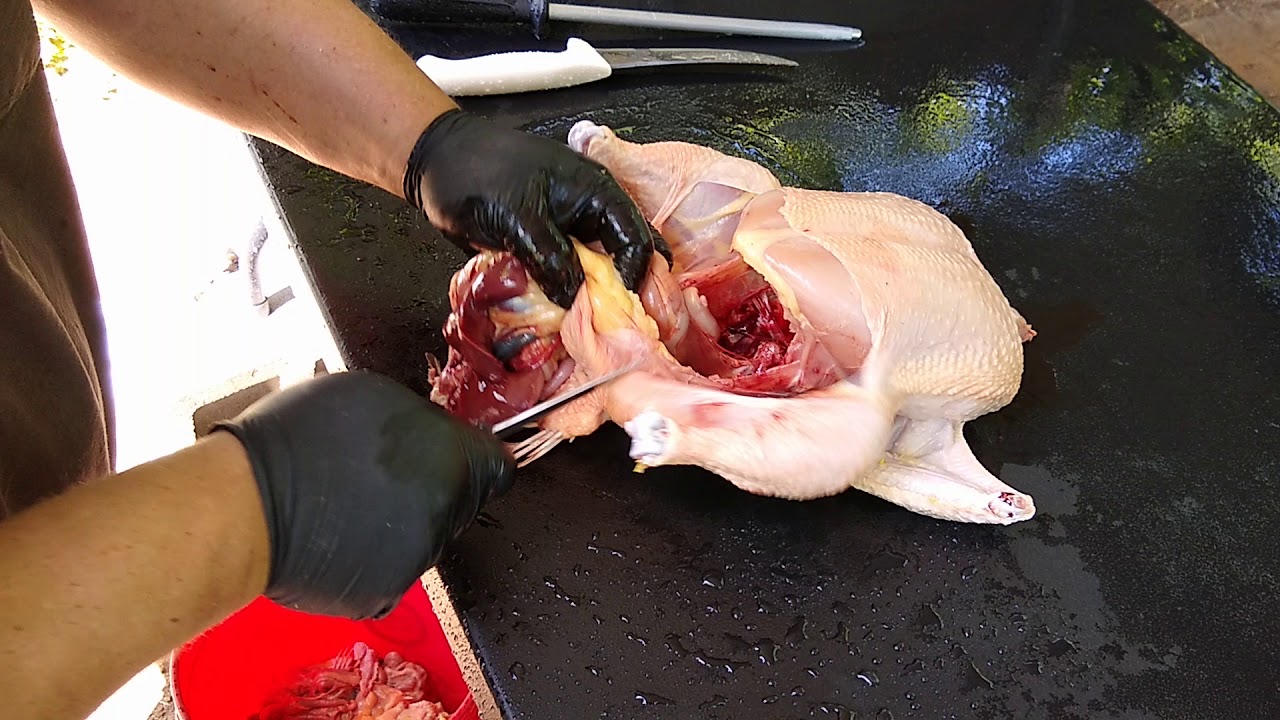 homesteading course Meat Chicken Processing... Process....😁
