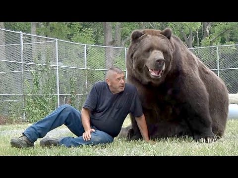 Про дружбу человека и медведя (новости)