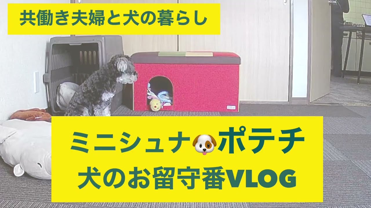 共働きと犬の暮らし｜ミニシュナ・ポテチ｜犬のお留守番VLOG