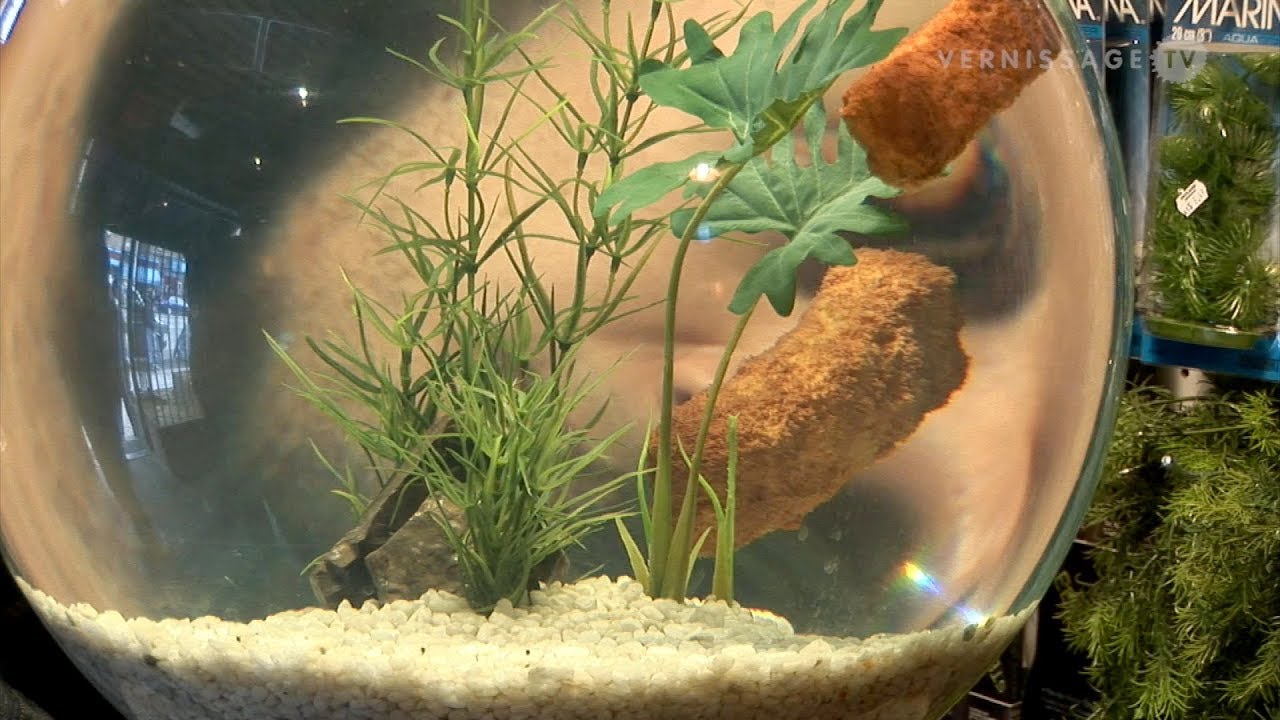 the village pet shop