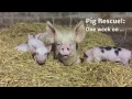 One week on: find out how Mum and her piglets are settling in …