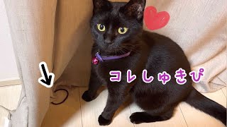 飼い主のヘアゴム大好きで大興奮の黒猫ナナちゃん