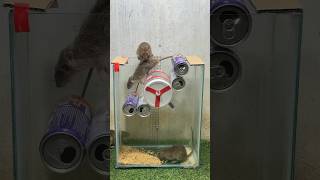 Best Home Mouse Trap/Creative Mouse Trap #Rat #Mousetrap #Mouse #Mousetrap2022