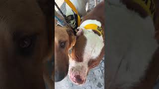 Rolê com papai ! #viralvideo #pet #fériasemfamília #cachorro