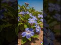 Periwinkle flowers bloom in the sun #flowers #spring #sun #sunshine #periwinkle