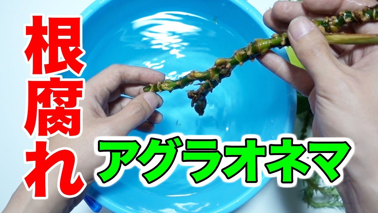 アグラオネマの増やし方 ピクタム対応 挿し木 株分け 切り刻み Youtube