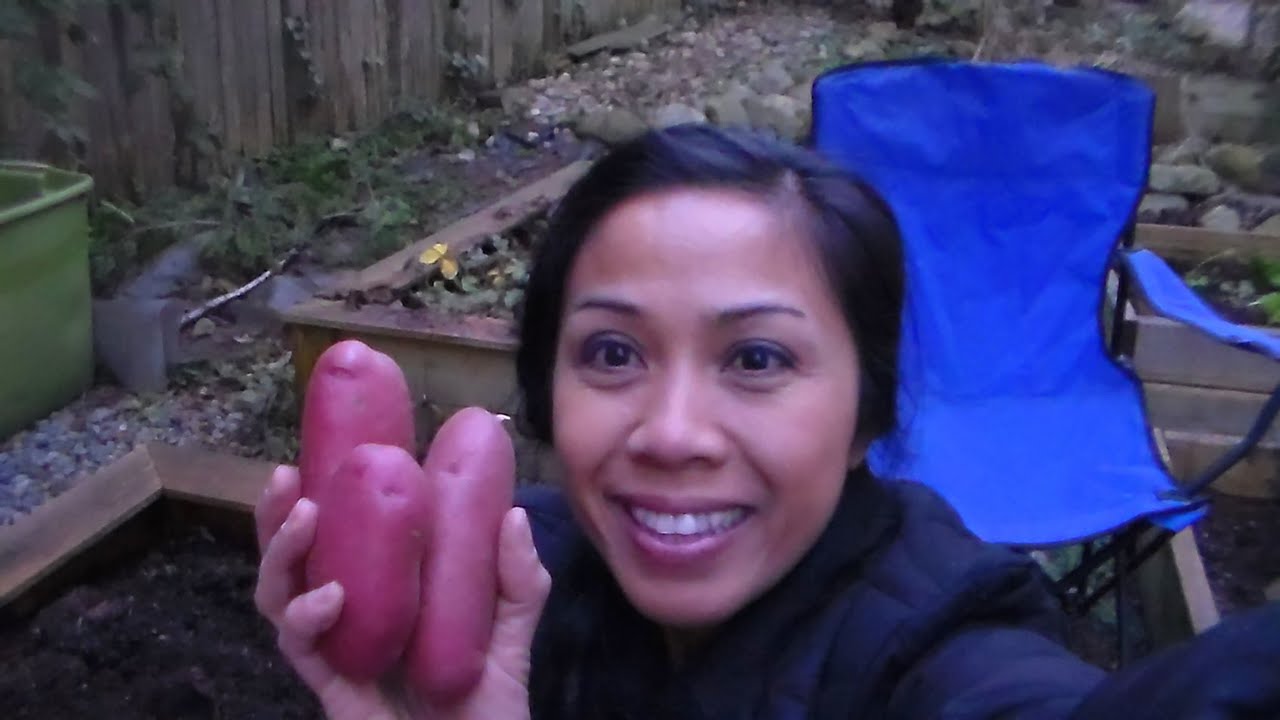 Planting Potatoes for Spring & Summer Garden 2015!