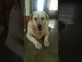 mere Jigar  #shorts #viralshort #labrador #funny #pets #dogshorts #cute#comedy#dogloversdog ❤️🥰