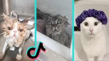 Wee Meme TikTok Compilation Animals Version (Try not to laugh) - aww so funny😂😂 super dogs and cats