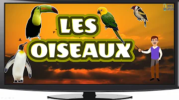 Quel est le nom de l'oiseau rouge ?