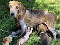 Beagle freedom project takes in beagle family from envigo