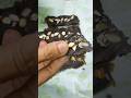 No Sugar Healthy Dessert 😍 Dates Peanut#easy#quick#shorts