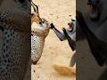 Tiger Vs Deer And Monkey One Attack And Other Save Trendingshorts Tiger Vs Deer And Monkey One Attack And Other Save Trendingshorts