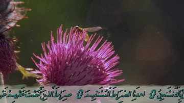 سورة الفاتحة بالمقامات الثمانية العالمية بالأيات
