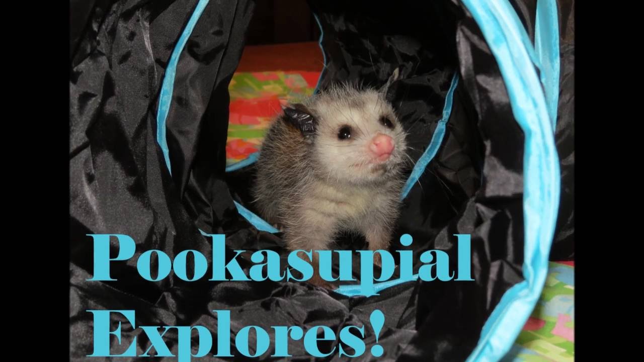 petco hours Pookasupial, Baby Opossum, Explores!