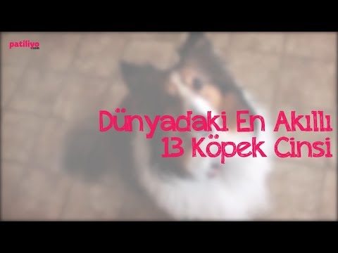 Dünyadaki En Akıllı 13 Köpek Cinsi