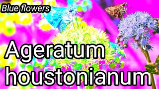 Ageratum Houstonianum Cinematic Natural Vlog