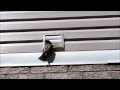 Starlings nesting in a wall vent
