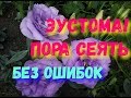 Эустома! Пора сеять | Как вырастить эустому от посева до высадки в грунт не совершая ошибок | Этап 1